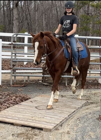 HorseID: 2311265 WHISKEYFIREANDICE - PhotoID: 1096082