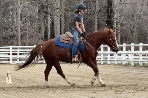 HorseID: 2311265 WHISKEYFIREANDICE - PhotoID: 1096084