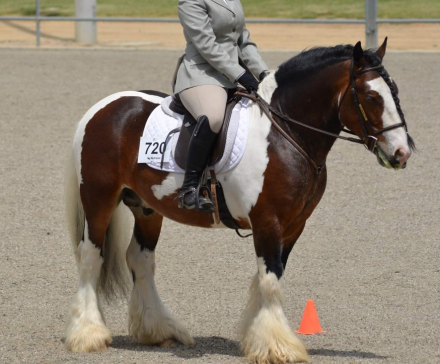 HorseID: 2311266 GBR BEORN - PhotoID: 1096076