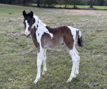 HorseID: 2311267 Peppys Bay Remington - PhotoID: 1096077