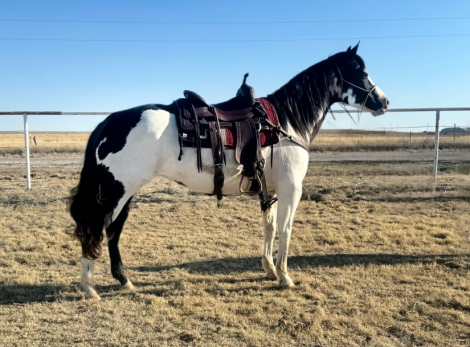 HorseID: 2311270 MISS LIZZY DEE BAR - PhotoID: 1096085