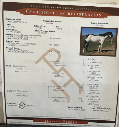 HorseID: 2311270 MISS LIZZY DEE BAR - PhotoID: 1096141