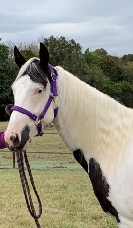 HorseID: 2311271 Salvador - PhotoID: 1096088
