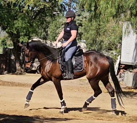 HorseID: 2311272 Poppy - PhotoID: 1096089