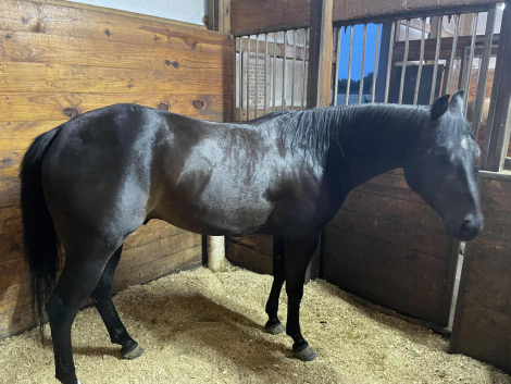 HorseID: 2311273 Can he go willy slow - PhotoID: 1096090