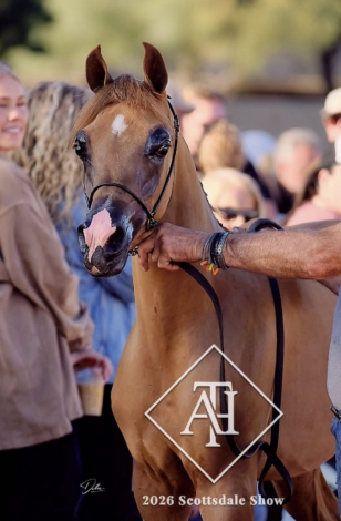 HorseID: 2311274 Flashy Yearling Wallstreet Colt - PhotoID: 1096091