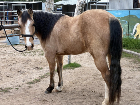 HorseID: 2311277 Annie - PhotoID: 1096094