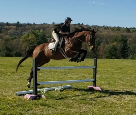 HorseID: 2311279 Apollo - PhotoID: 1096095