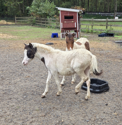 HorseID: 2311280 Sunny Side Uniquely Outlaw Duster - PhotoID: 1096096