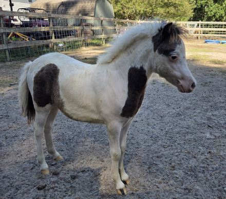 HorseID: 2311280 Sunny Side Uniquely Outlaw Duster - PhotoID: 1096240