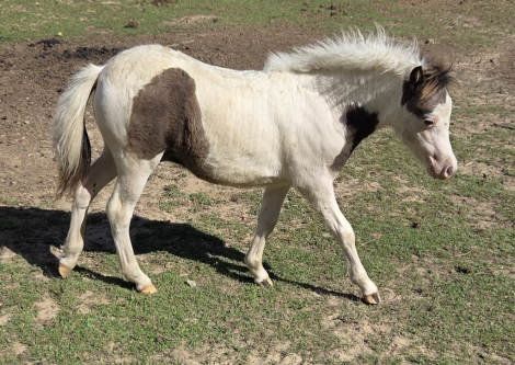 HorseID: 2311280 Sunny Side Uniquely Outlaw Duster - PhotoID: 1096241