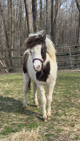 HorseID: 2311280 Sunny Side Uniquely Outlaw Duster - PhotoID: 1096242