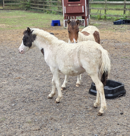 HorseID: 2311280 Sunny Side Uniquely Outlaw Duster - PhotoID: 1096243