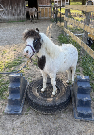 HorseID: 2311280 Sunny Side Uniquely Outlaw Duster - PhotoID: 1096251