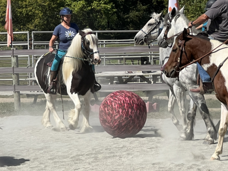 HorseID: 2311282 Flynt Hylls Gypsy Hur Bee - PhotoID: 1096101