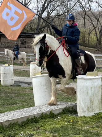 HorseID: 2311282 Flynt Hylls Gypsy Hur Bee - PhotoID: 1096102