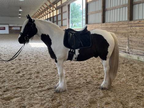 HorseID: 2311282 Flynt Hylls Gypsy Hur Bee - PhotoID: 1096100