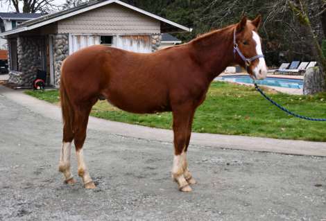 HorseID: 2311286 Man of Mystery HS - PhotoID: 1096110