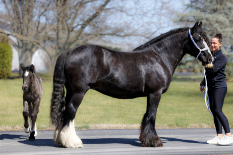 HorseID: 2311287 FOGF Ashling Meadow - PhotoID: 1096111