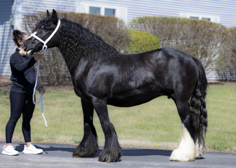 HorseID: 2311287 FOGF Ashling Meadow - PhotoID: 1096112