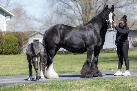 HorseID: 2311287 FOGF Ashling Meadow - PhotoID: 1096113