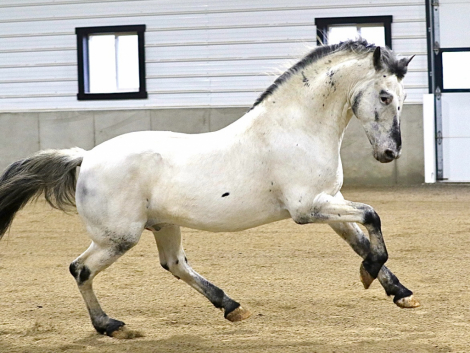 HorseID: 2311287 FOGF Ashling Meadow - PhotoID: 1096114