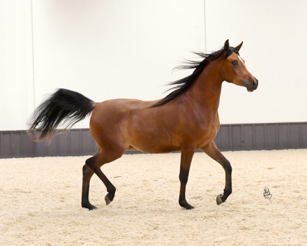 HorseID: 2311288 Sale Pending- OFW Cadet - PhotoID: 1096115