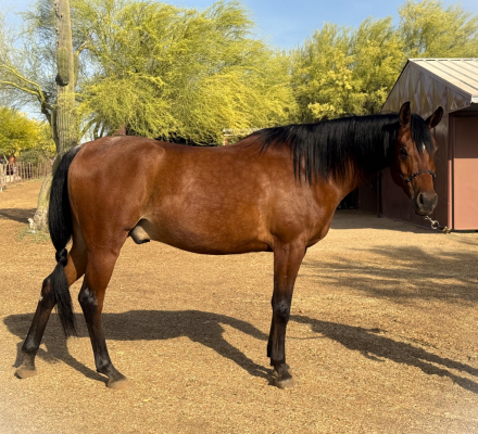 HorseID: 2311288 Sale Pending- OFW Cadet - PhotoID: 1096116