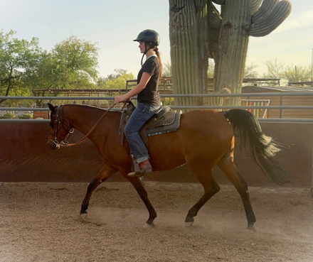 HorseID: 2311288 Sale Pending- OFW Cadet - PhotoID: 1096117