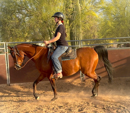 HorseID: 2311288 Sale Pending- OFW Cadet - PhotoID: 1096118