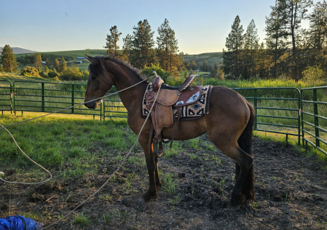 HorseID: 2311289 Apache - PhotoID: 1096119