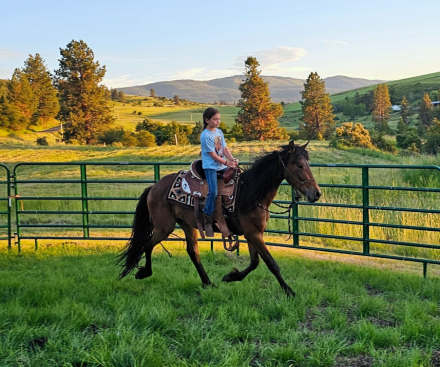 HorseID: 2311289 Apache - PhotoID: 1096120