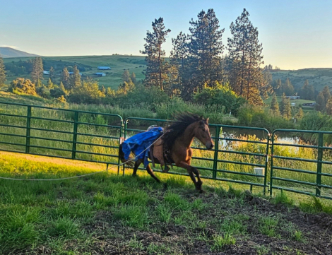 HorseID: 2311289 Apache - PhotoID: 1096122