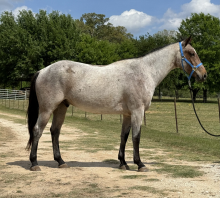HorseID: 2311293 DCR Plenty Caliente - PhotoID: 1096123
