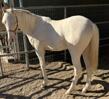 HorseID: 2311297 SOLD-BLUE PEARL ON ICE - PhotoID: 1096124