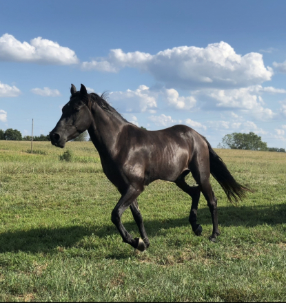 HorseID: 2311299 Blackjack - PhotoID: 1096125