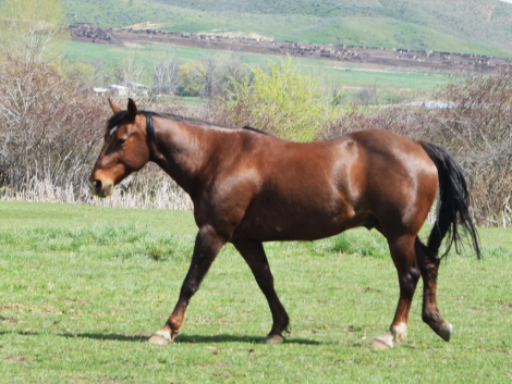 HorseID: 2311302 Chisum - PhotoID: 1096130