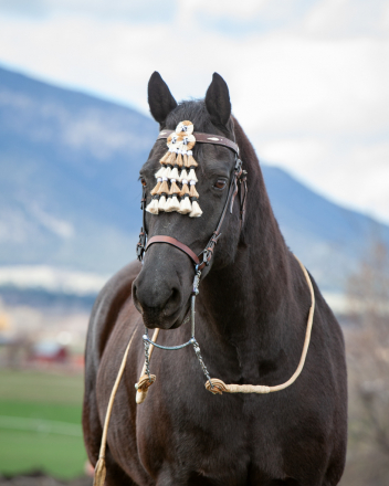 HorseID: 2311305 Luna's Paladin - PhotoID: 1096131