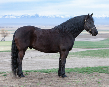 HorseID: 2311305 Luna's Paladin - PhotoID: 1096132