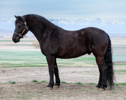 HorseID: 2311305 Luna's Paladin - PhotoID: 1096133