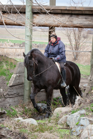 HorseID: 2311305 Luna's Paladin - PhotoID: 1096134