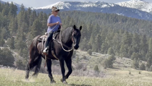 HorseID: 2311305 Luna's Paladin - PhotoID: 1096135