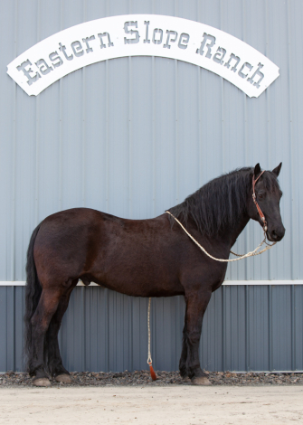 HorseID: 2311305 Luna's Paladin - PhotoID: 1096136