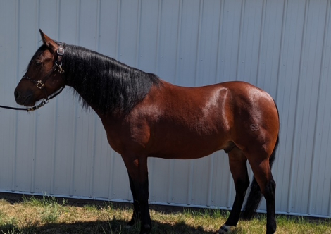 HorseID: 2311306 SS Wheres My Prize - PhotoID: 1096137