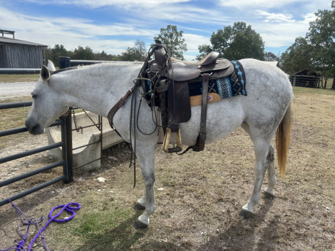 HorseID: 2311308 Snazzy Royal Bar - PhotoID: 1096138