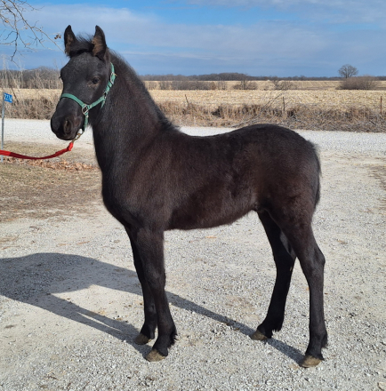 HorseID: 2311311 MTM Deacon Blue - PhotoID: 1096140