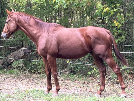 HorseID: 2311321 He’s Smokin Hot “ aka - PhotoID: 1096149