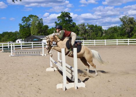 HorseID: 2311322 Smoke Tree (J) True Grit - PhotoID: 1096150