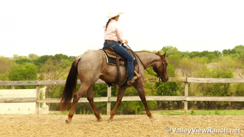 HorseID: 2311324 CR Sweet Lil Cheena - PhotoID: 1096151