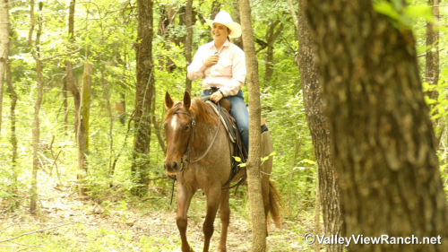 HorseID: 2311324 CR Sweet Lil Cheena - PhotoID: 1096152